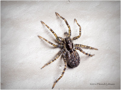 K314895-Spider.jpg