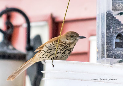 K3E4575-Brown Thrasher.jpg