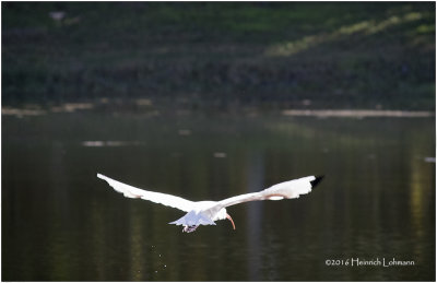 K_S0149-White Ibis.jpg