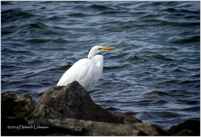 K_S0464-Great Egret.jpg