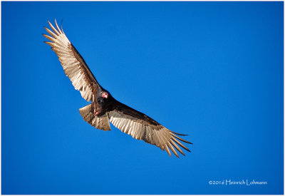 KS21718-Turkey Vulture.jpg