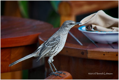 KS21027-Bahama Mocking bird.jpg