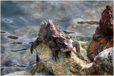 KS20903-Iguana.jpg