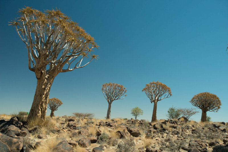 web_namibia-58.JPG