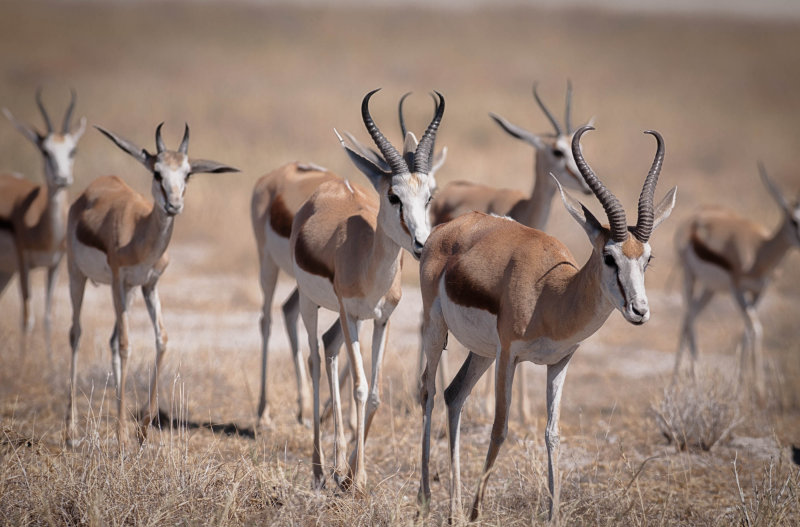 web_namibia-83.JPG