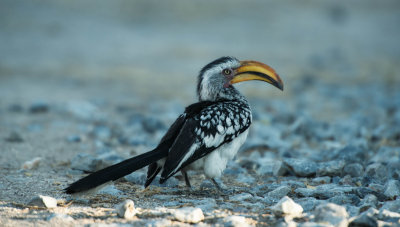 web_namibia-81.JPG