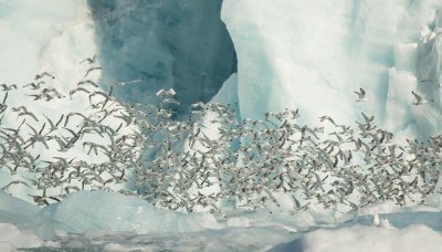 Svalbard1-185 Large.jpg