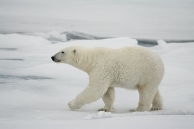 Svalbard-1000-7 Large.jpg