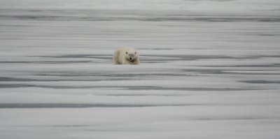 Svalbard-1000-16 Large.jpg