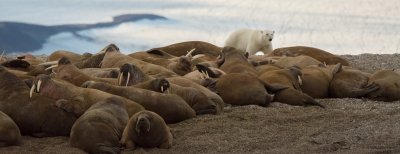 Svalbard-1000-21 Large.jpg