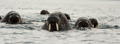 Svalbard-1000-22 Large.jpg