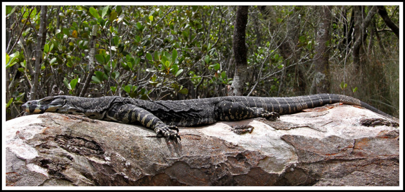  Goanna on a Rock