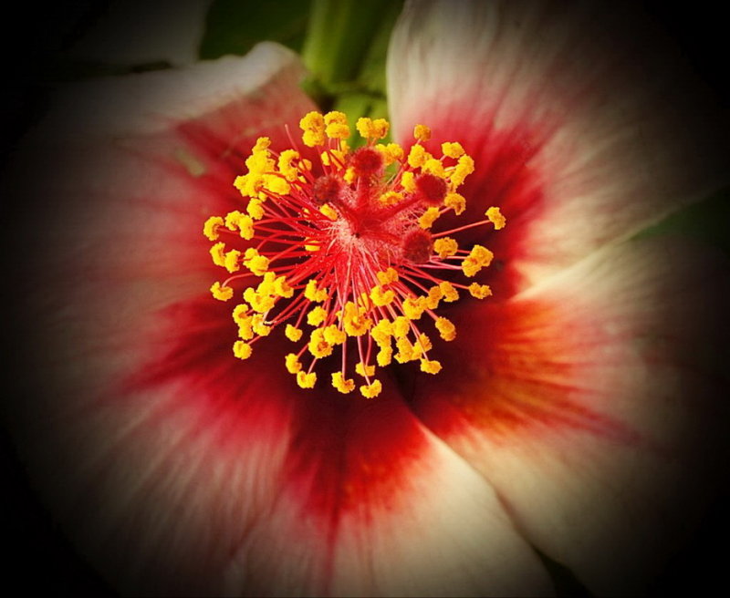  hybiscus_stamen