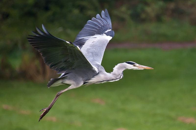  Grey Heron<br><h4>*Merit*</h4>