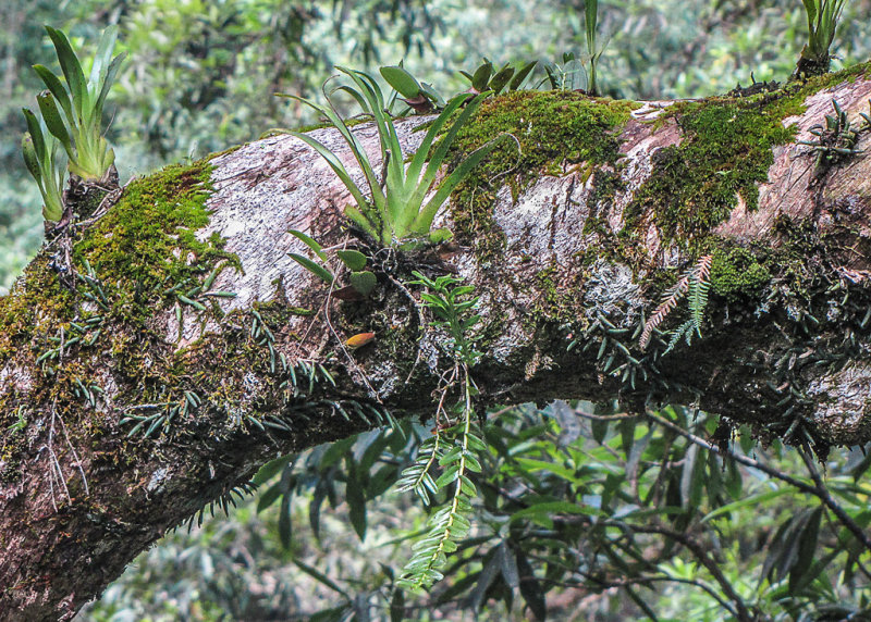  Mossman Tree of Life