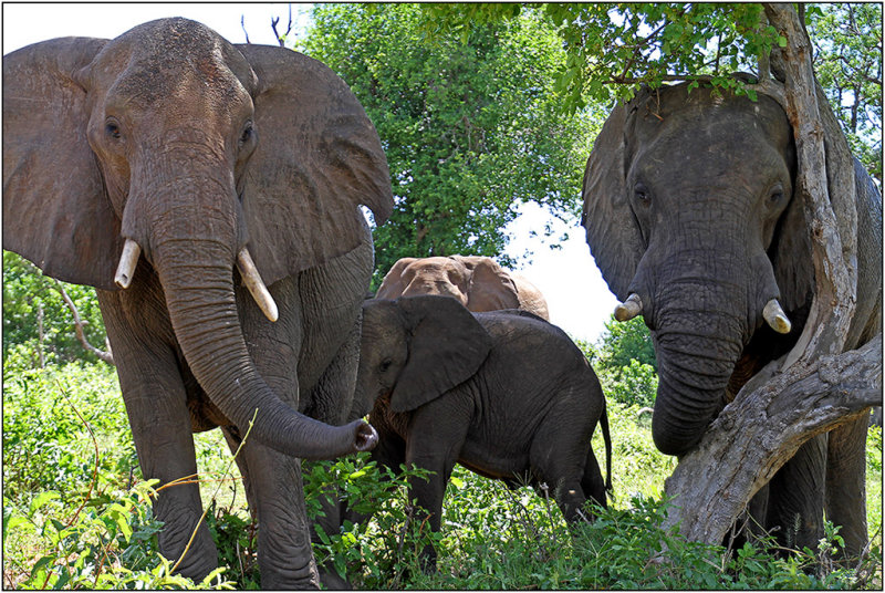  Protecting Junior