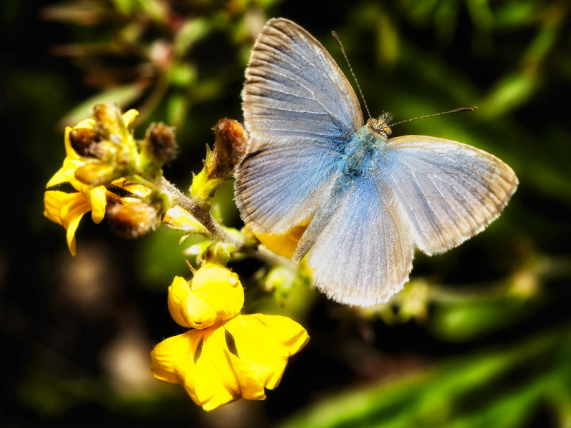  Delicate