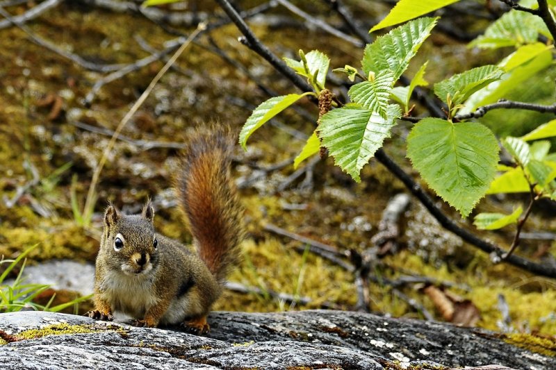 Exploring, Alaska