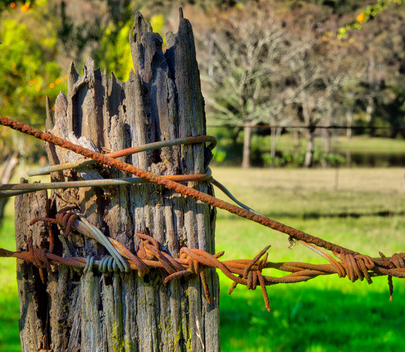 Termites and Barbed wire