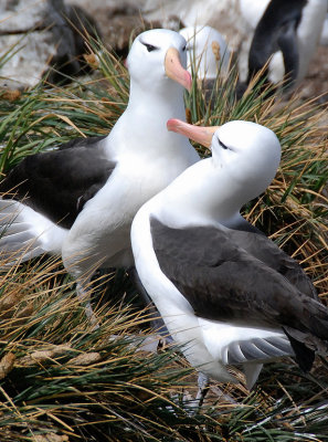 113} Preening Albatross
