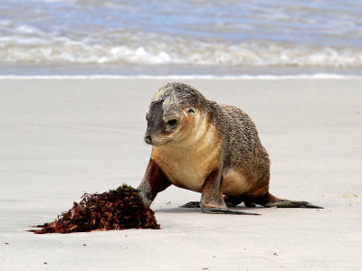 130} Curious Seal Pup