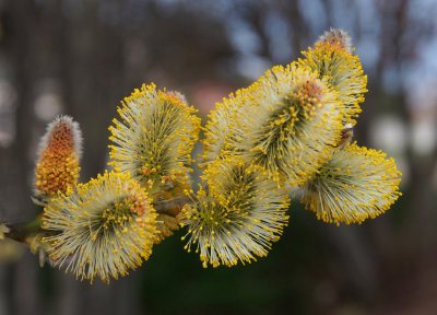 133} Pussy Willow