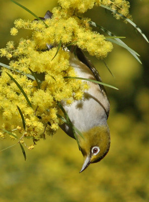 145} Upside Down Silvereye