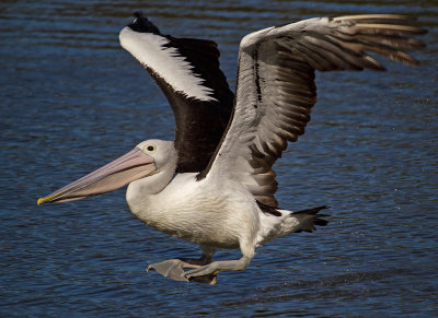  Great Pelican Leap*Credit*