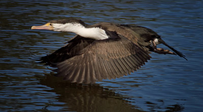  Pied Cormorant above Water