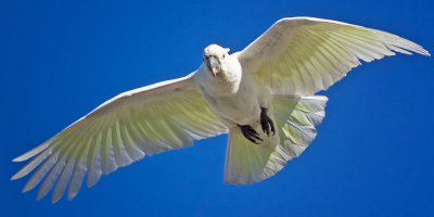  White Cockatoo Overhead