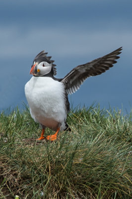 Puffin1