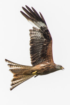 Red-Kite-1*Credit*