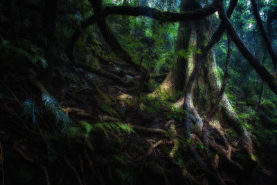 Dorrigo Rainforest*Credit*