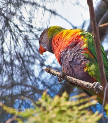  Lorikeet In Tree
