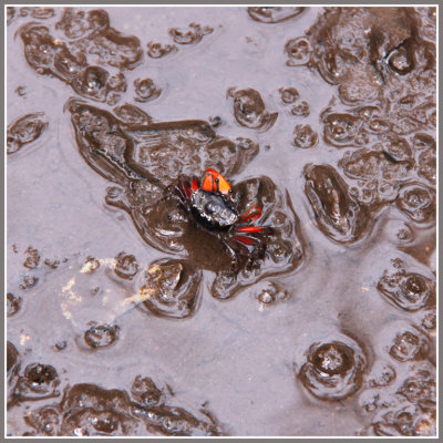 Crab