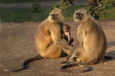 Monkeys with Baby