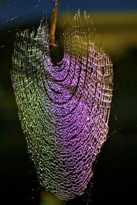 Spider  Web 2*Credit*