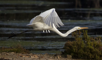  Great Egret in Flight