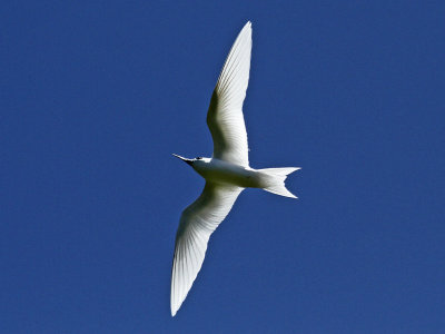 Fairy Tern
