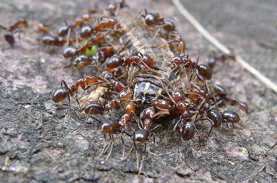 Ants Feast*Credit*