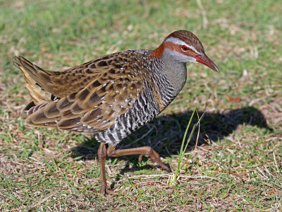 Buff Banded Rail