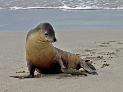 Sea Lion #3