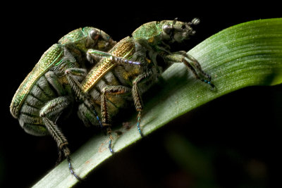  Beetle Love*Merit*