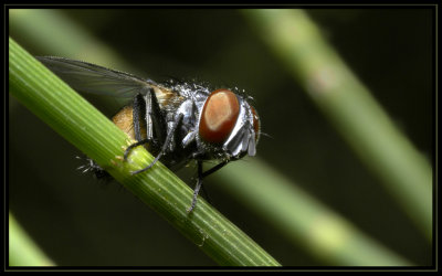 Calliphoridae