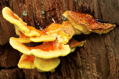  Fungi