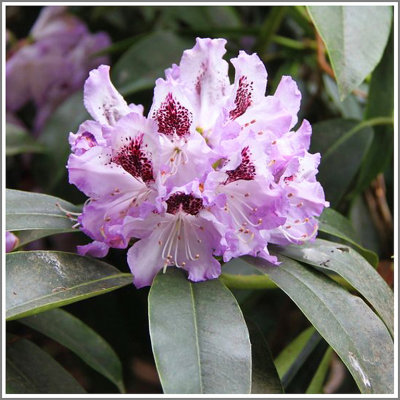  Rhododendron