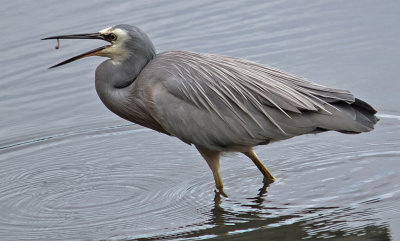  White Faced Heron Eating*Merit*