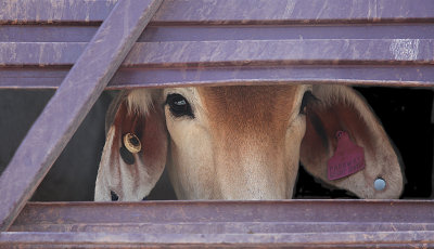 Live Export*Credit*