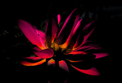 Lotus by Night*Merit*