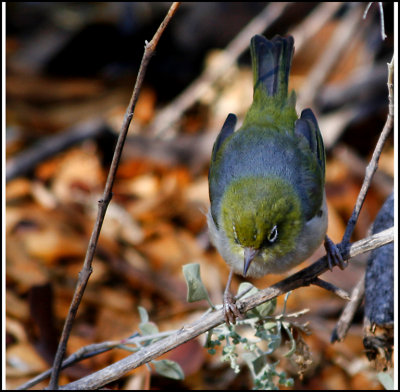 On the Perch
